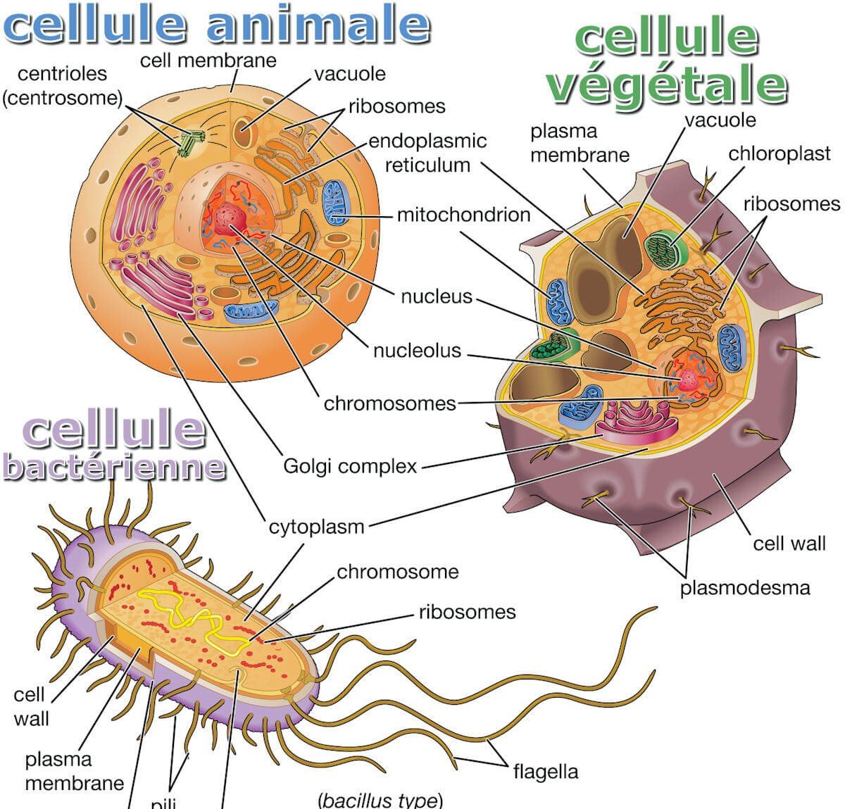 CYTOLOGIE