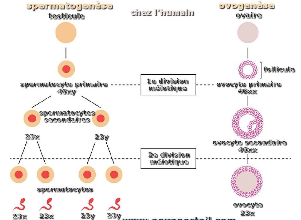 LES CELLULES DE REPRODUCTION